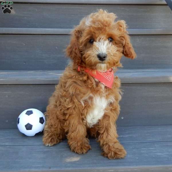 Lenny, Mini Goldendoodle Puppy